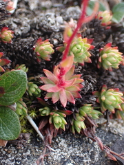 Saxifraga bronchialis