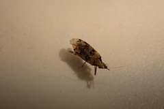 Phytocoris tiliae