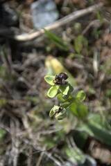 Ophrys bombyliflora