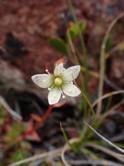 Saxifraga bronchialis