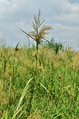Phragmites karka