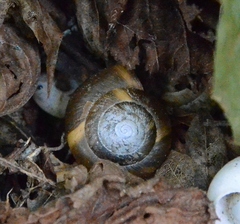 Aegopis verticillus