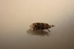 Phytocoris tiliae