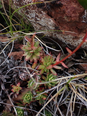 Saxifraga bronchialis