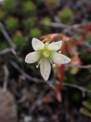 Saxifraga bronchialis