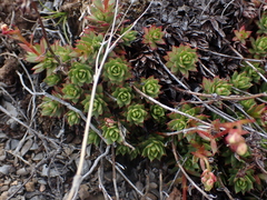 Saxifraga bronchialis