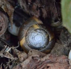 Aegopis verticillus