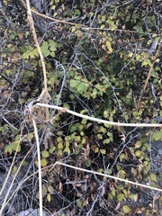 Asparagus acutifolius