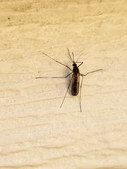 Aedes vexans