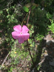 Magnoliopsida