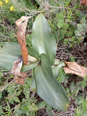 Bonatea speciosa
