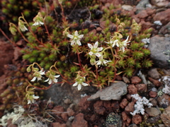 Saxifraga bronchialis