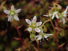 Saxifraga bronchialis