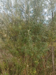 Salix viminalis