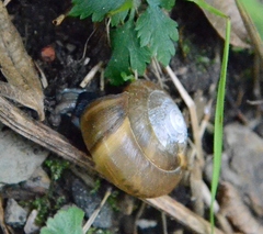 Aegopis verticillus