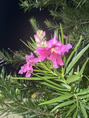 Chilopsis linearis
