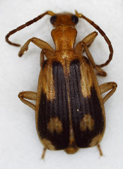 Brachininae