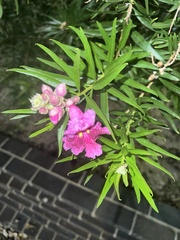 Chilopsis linearis