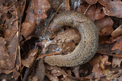 Limax maximus