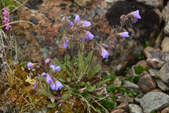 Polemonium pulcherrimum