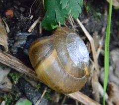 Aegopis verticillus