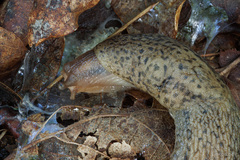 Limax maximus