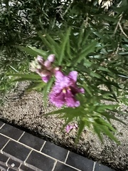 Chilopsis linearis