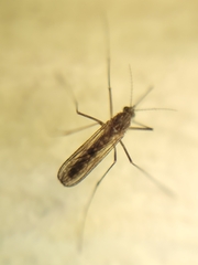 Aedes vexans