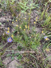 Ionactis linariifolia