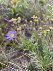 Ionactis linariifolia