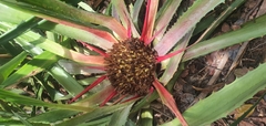 Bromelia karatas