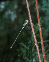 Chalcolestes parvidens