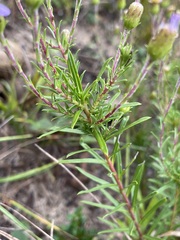Ionactis linariifolia