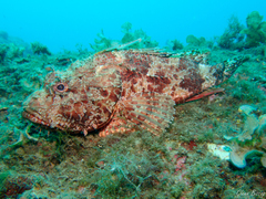 Scorpaena scrofa