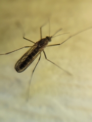 Aedes vexans