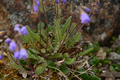 Polemonium pulcherrimum