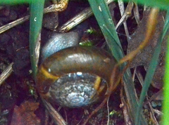 Aegopis verticillus
