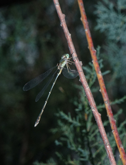 Chalcolestes parvidens