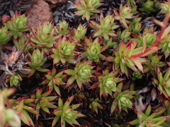 Saxifraga bronchialis