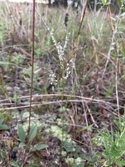 Polygonella articulata