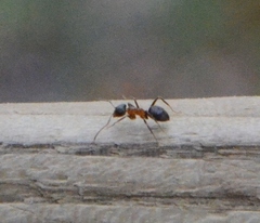 Lasius emarginatus