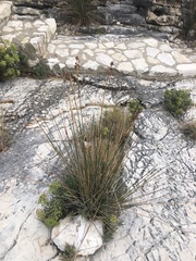 Juncus acutus