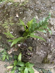 Drynaria quercifolia