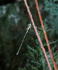 Chalcolestes parvidens
