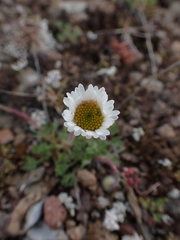 Erigeron