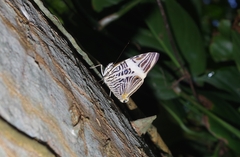 Colobura dirce
