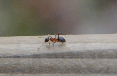 Lasius emarginatus