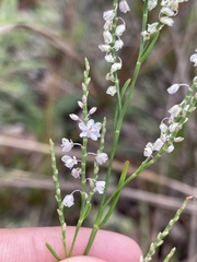 Polygonella articulata