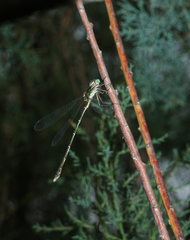 Chalcolestes parvidens