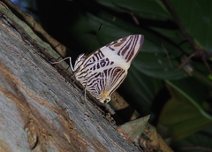 Colobura dirce